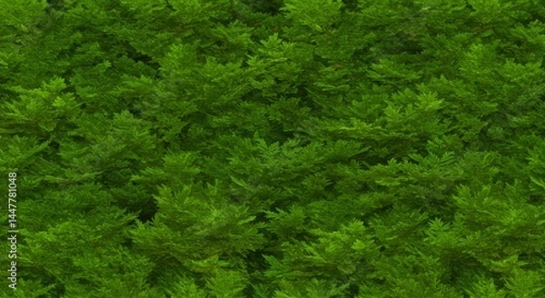 Obraz Green Shrub Dense Foliage Background
