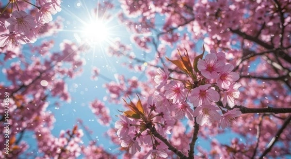 Obraz Pink Cherry Blossom Tree with Blue Sky and Sun
