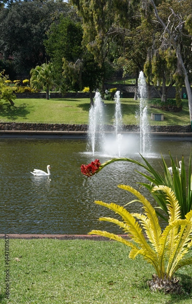 Obraz Fountains of Santa Catarina Park with swan, this is one of the largest parks of Funchal