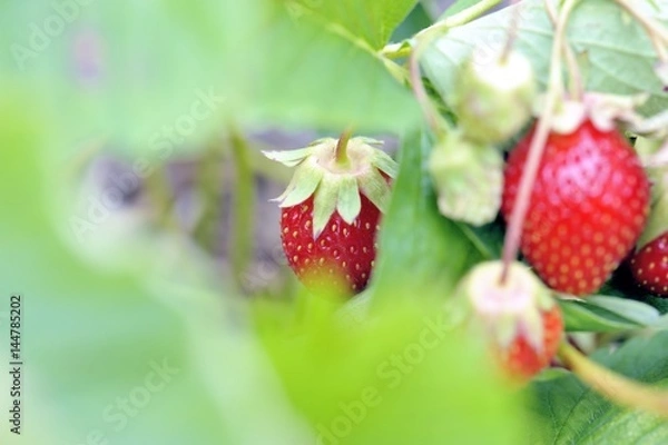 Fototapeta Fraises cultivées pour l'auto-cueillette - Macro