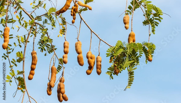 Obraz The tamarind on tree on sky background