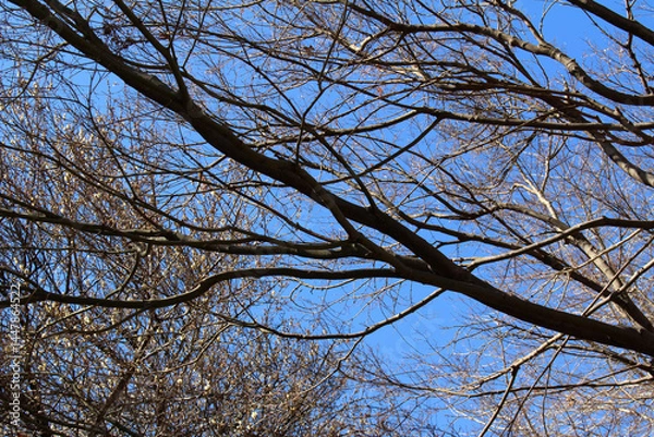 Fototapeta Leafless trees and Japanese apricot tree with buds white blossoms in an early spring forest background. Tree branches of bare trees and Japanese plum tree against the blue sky in a sunny day.