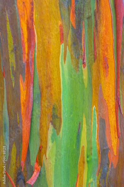 Obraz Vertical rainbow eucalyptus tree bark