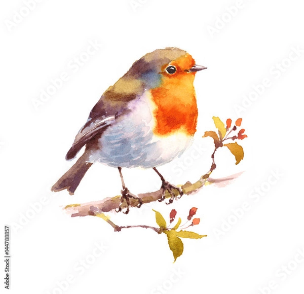 Fototapeta Watercolor Bird Robin on the Branch Hand Drawn Illustration isolated on white background