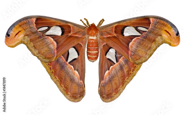 Fototapeta attacus
