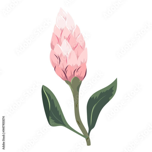 Fototapeta Pink protea flower bud. Sugarbush blooming flower with bud. Beautiful cultivated exotic flowering plant. Floral vector illustration isolated on white background