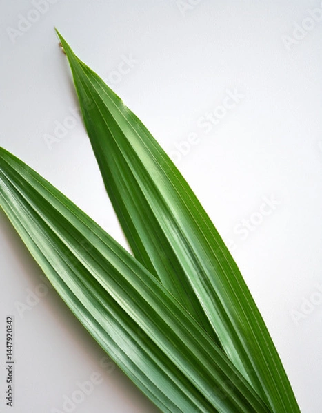 Fototapeta A minimal style photo of a pandan leaf on a white background, isolated, soft natural light, flat lay for eco product packaging or Thai herbal concept.