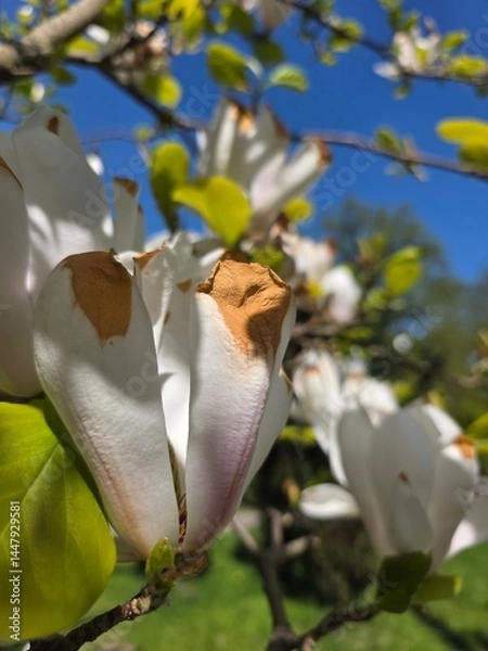 Obraz The white magnolia is a stunning and timeless flowering tree known for its large, creamy-white blossoms and intoxicating fragrance