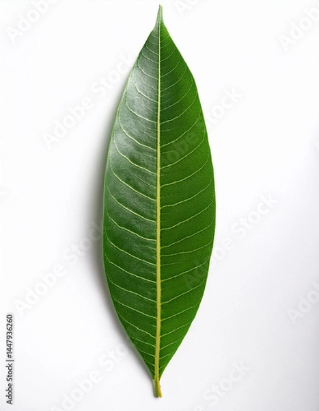 Fototapeta High-quality mango leaf isolated on white background, top view, minimalist style, natural shadow, botanical photography for organic branding.