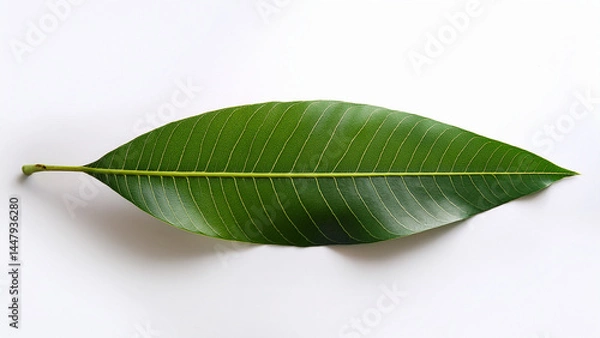 Fototapeta High-quality mango leaf isolated on white background, top view, minimalist style, natural shadow, botanical photography for organic branding.