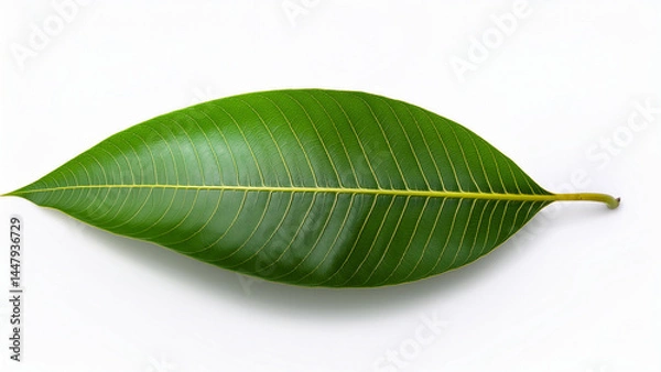 Fototapeta High-quality mango leaf isolated on white background, top view, minimalist style, natural shadow, botanical photography for organic branding.