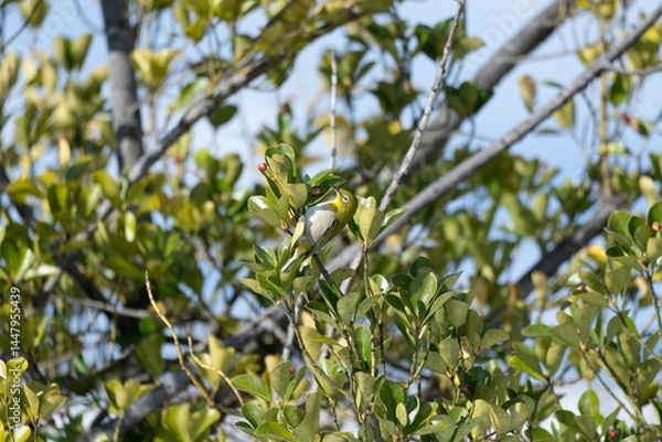 Fototapeta A warbling white-eye (Zosterops japonicus) perches on a branch.