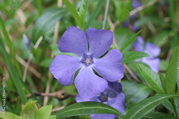 Obraz Vincar minor in April