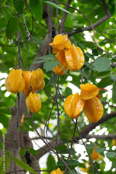 Obraz Star fruit or five-corner, binomial name Averrhoa carambola