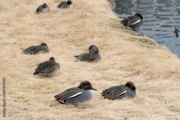 Obraz A flock of common teal (Anas crecca) rests by the pond in winter.