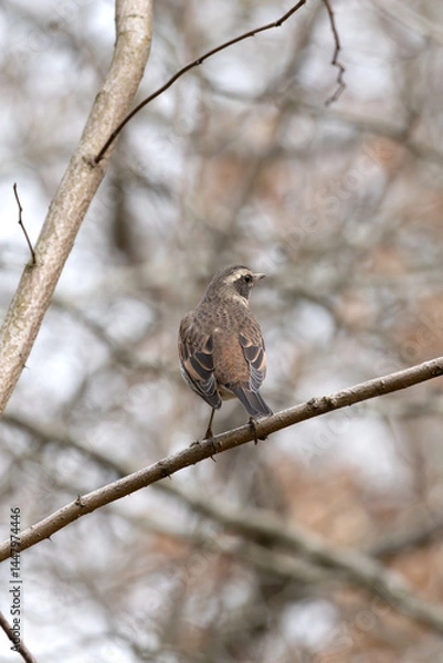 Obraz A dusky thrush (Turdus eunomus) perches on a branch.