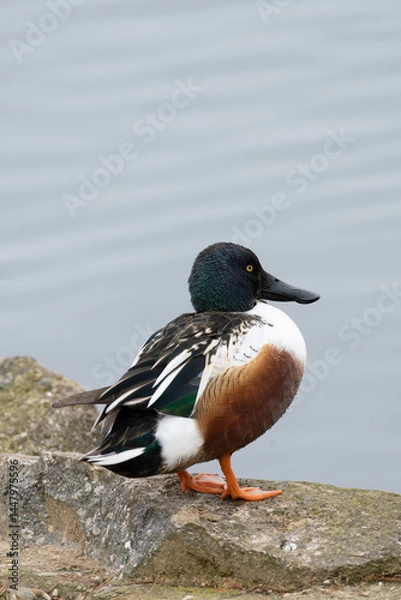 Obraz Side view of a wild male Northern Shoveler near the pond, binomial name Spatula clypeata