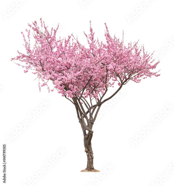 Obraz pink sacura tree