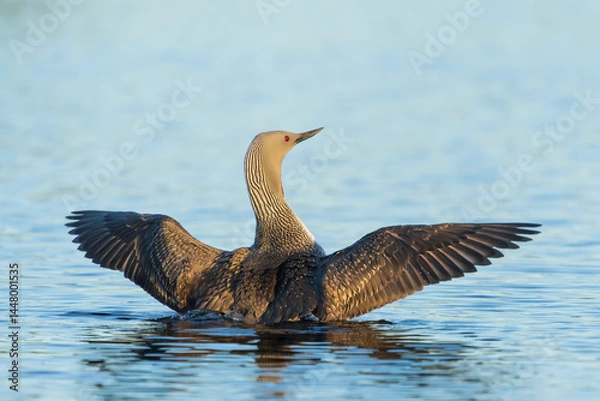 Obraz Red-throated diver (Gavia stellata)