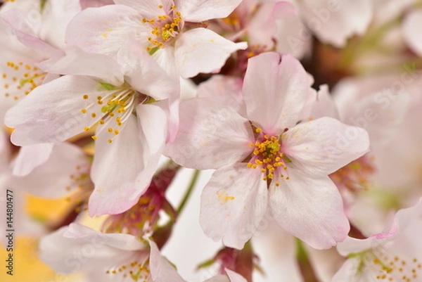 Fototapeta 桜のアップ