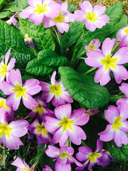Fototapeta Frühlingsfarben