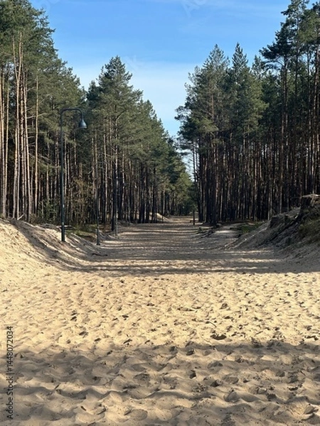 Fototapeta path in the forest
