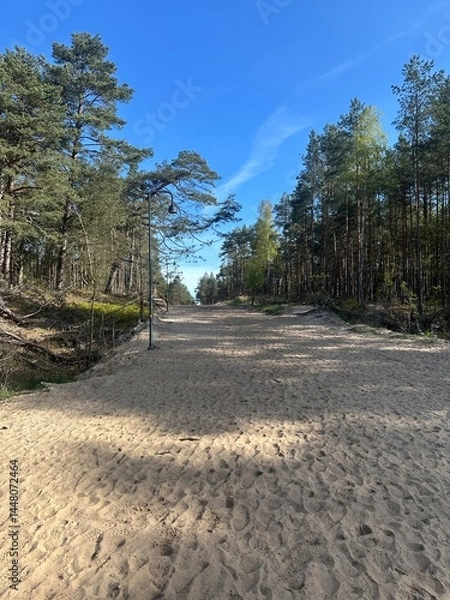 Fototapeta path in the forest