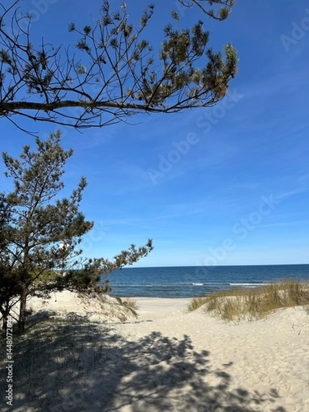Fototapeta tree on the beach