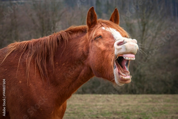Obraz Laughing horse