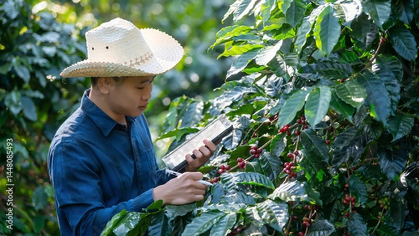 Fototapeta Smart farmer using laptop in green coffee farm sustainable quality control agriculture technology Harvest coffee bean ripe Red berries typing laptop computer check quality control plant coffee tree.