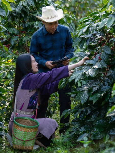Fototapeta Smart farmer using laptop in green coffee farm sustainable quality control agriculture technology Harvest coffee bean ripe Red berries typing laptop computer check quality control plant coffee tree.