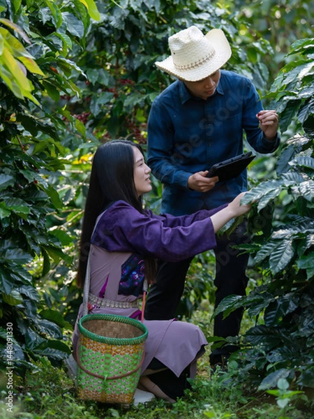 Fototapeta Smart farmer using laptop in green coffee farm sustainable quality control agriculture technology Harvest coffee bean ripe Red berries typing laptop computer check quality control plant coffee tree.