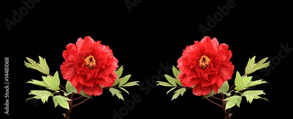 Fototapeta 牡丹２輪（朱）B