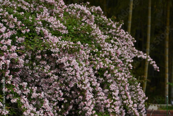 Obraz ショウキウツギ