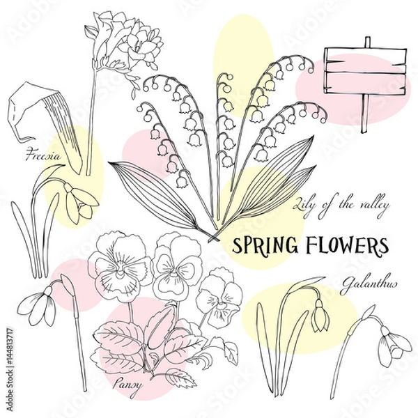 Fototapeta Background with Snowdrops