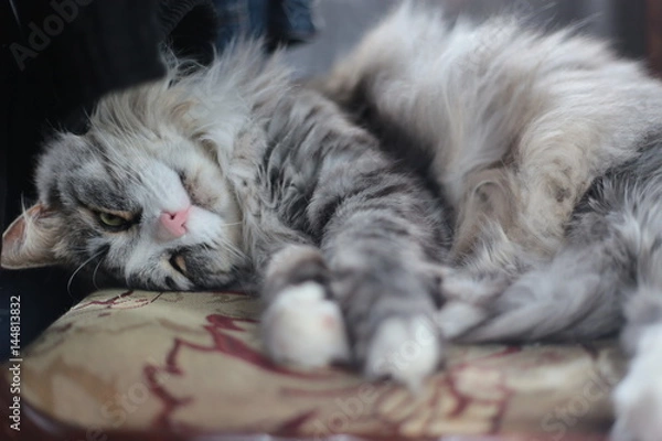 Obraz A fluffy cat is sleeping sweetly