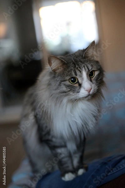 Obraz Fluffy cat sitting and erasing surprised