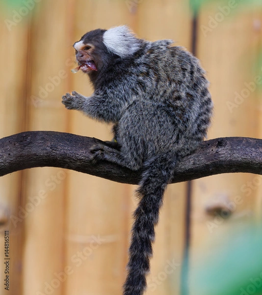 Fototapeta marmoset monkeys