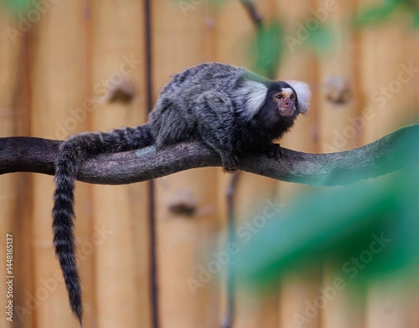 Fototapeta marmoset monkeys