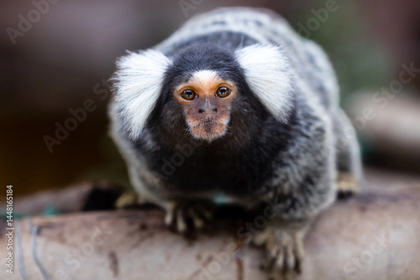 Fototapeta marmoset monkeys