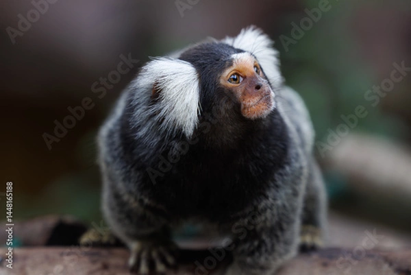 Fototapeta marmoset monkeys