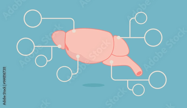 Obraz Rat Brain vector illustration: Info-graphics