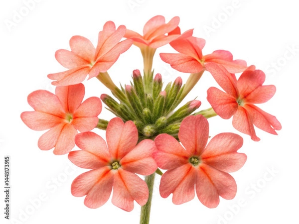 Fototapeta Verbena flowers bloom in soft shades of pink creating delicate and inviting atmosphere in any garden or floral arrangement