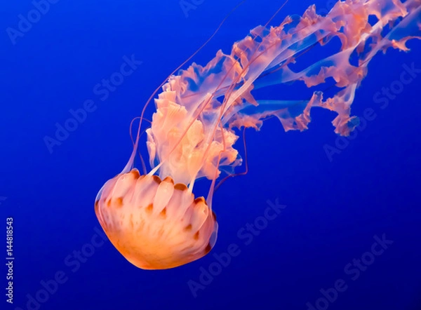Fototapeta Orange jelly fish on a dark blue background