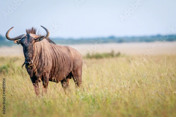Obraz Starring Blue wildebeest in high grass.