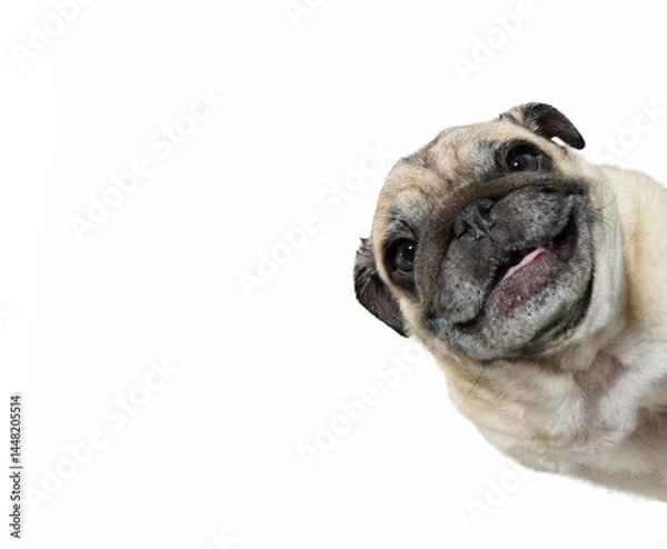 Obraz Portrait funny and happy pug puppy dog peeking out from behind a white banner. Isolated on white background