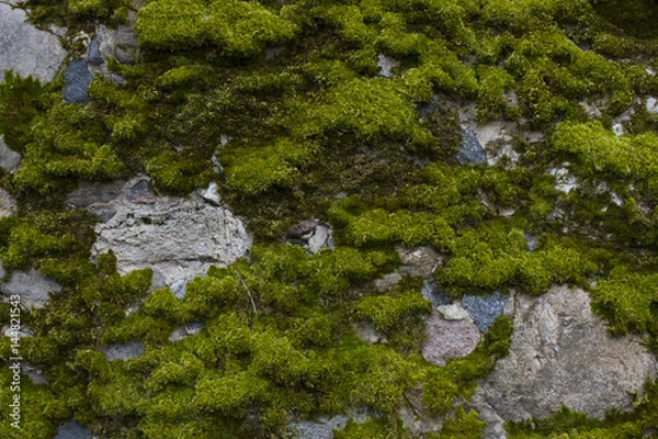 Obraz Old wall with moss as background