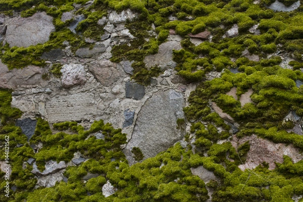 Obraz Old wall with moss as background