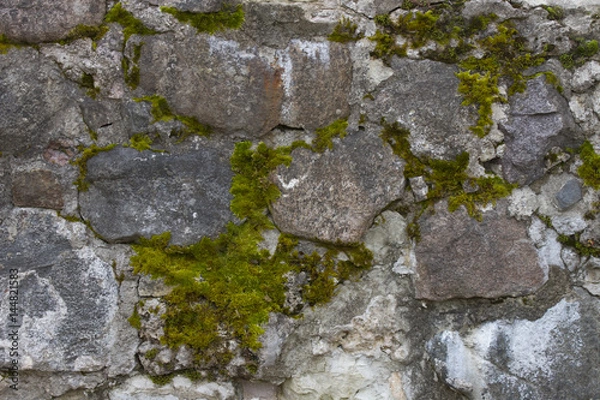 Obraz Old wall with moss as background