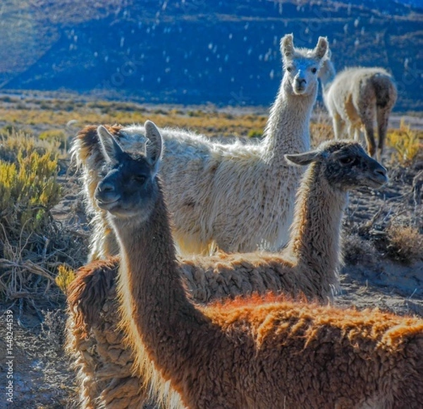 Fototapeta llama in the zoo